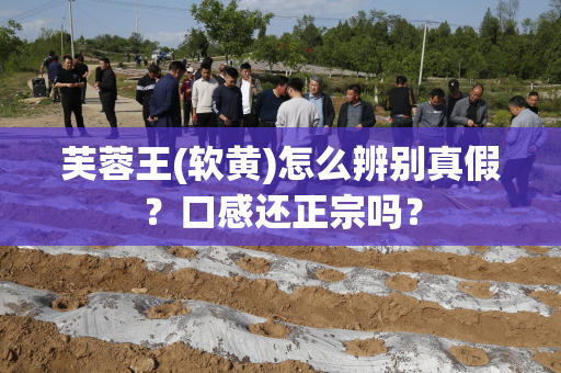 芙蓉王(软黄)怎么辨别真假？口感还正宗吗？